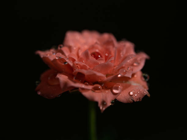 istock Shape and colors of miniature roses that begin to bloom 1852382830