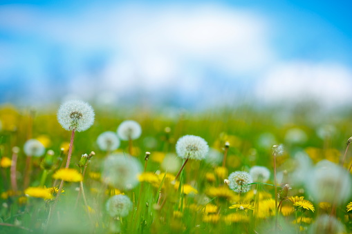 Blooming fluffy dandelion head. Fluffy umbrellas with dew drops on a green background. Macrophotography.