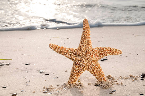 istock Starfish by the Sea 185238339