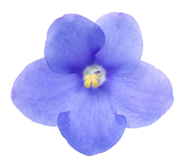 Saintpaulia Flower on a white background. african violet stock pictures, royalty-free photos & images