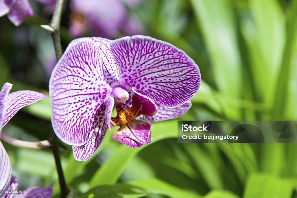 Flor de orquídea - Foto de stock de Belleza libre de derechos