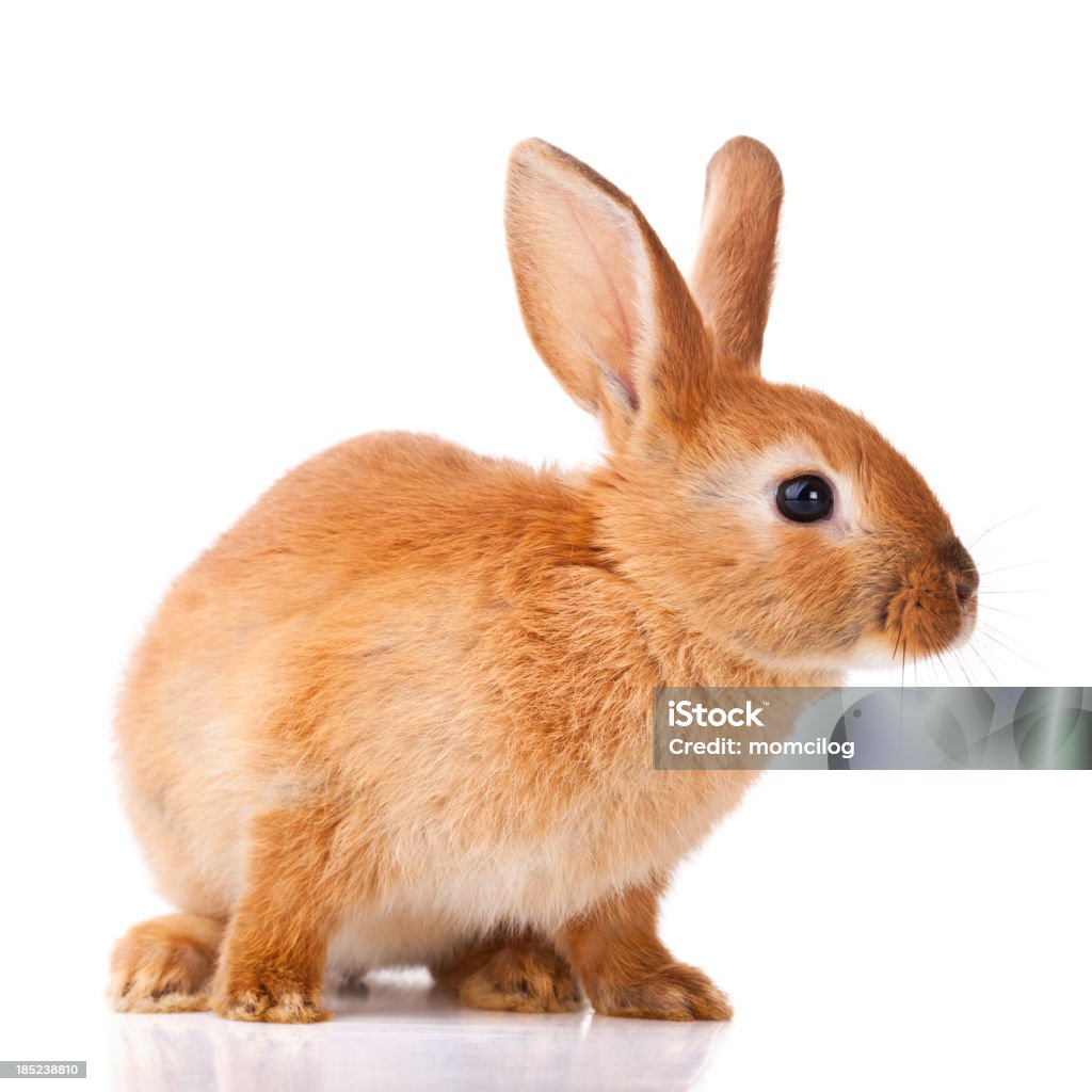 Cute little bunny "Cute little bunny, isolated on whiteIf You need Easter photos, click on the image below for lightbox" Rabbit - Animal Stock Photo