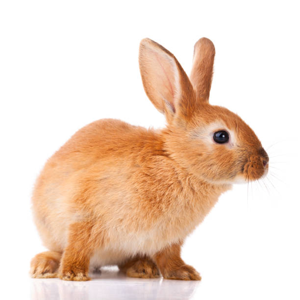 Cute little bunny stock photo