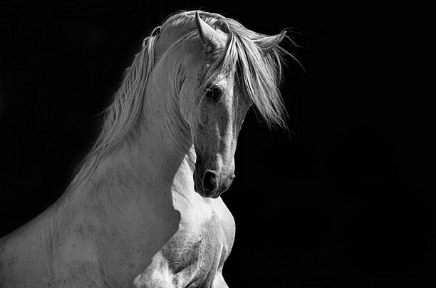White Stallion Horse Andalusian BW Dressage stock photo