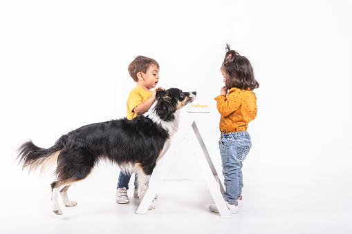 A boy and girl interacting next to a Border Collie dog in a studio shot