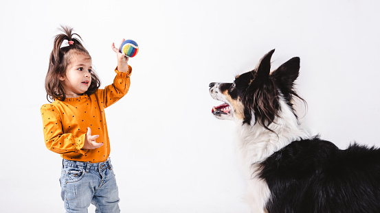 A two-year-old girl playing with a border collile dog on white background