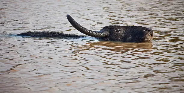 "Swmming Water Buffalo at Yala National Park, southern Sri Lanka."