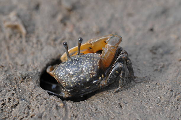 istock Low perspective of a brave crab running into the hole 185239052