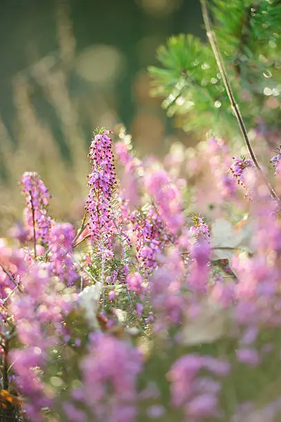 Close up of Heather (Erica /Ericaceae)