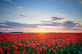 Field of Tulips in HDR
