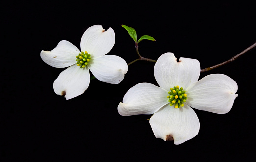 White dogwood flowers on black background. NO PS ISOLATION. Horizontal.-For more spring images, click here.  SPRING 