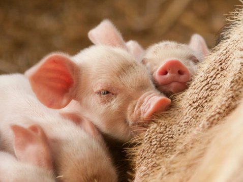 A pair of piglets aboout to go to sleep