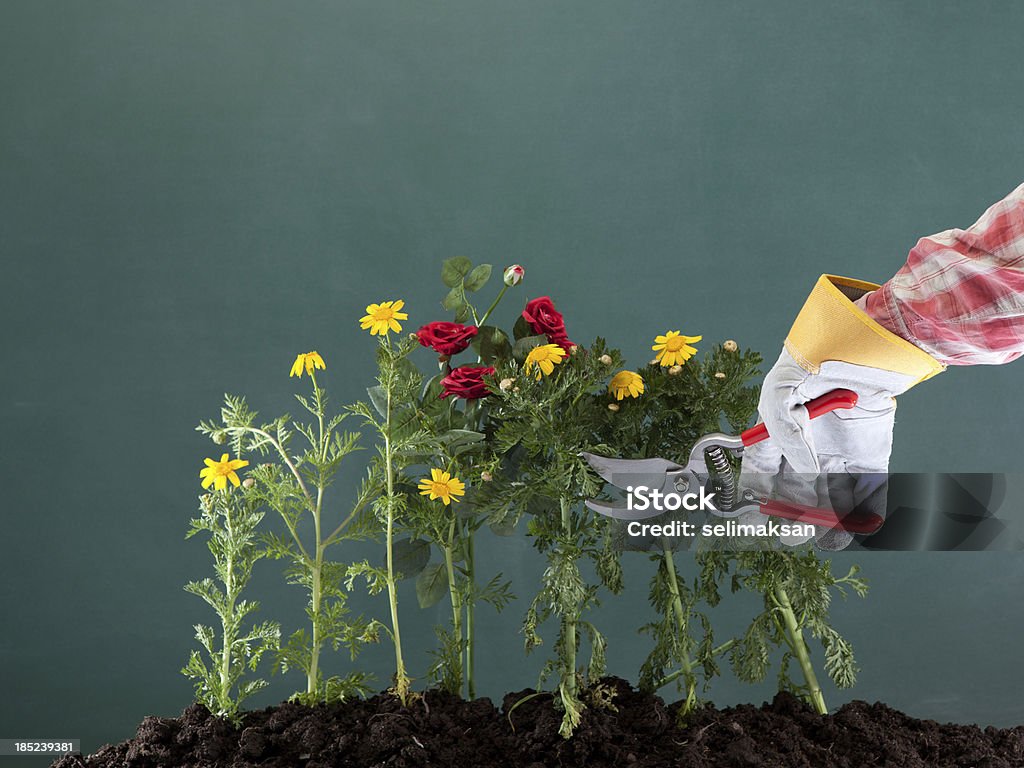 Pruning, soil and flowers on blackboard "Pruning, soil and flowers on blackboard" Pruning - Gardening Stock Photo