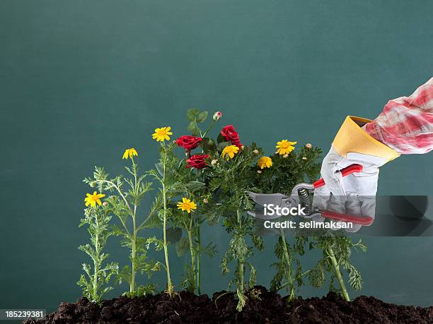 Pruning Soil And Flowers On Blackboard Stock Photo - Download Image Now - Pruning - Gardening, Studio Shot, Appliance