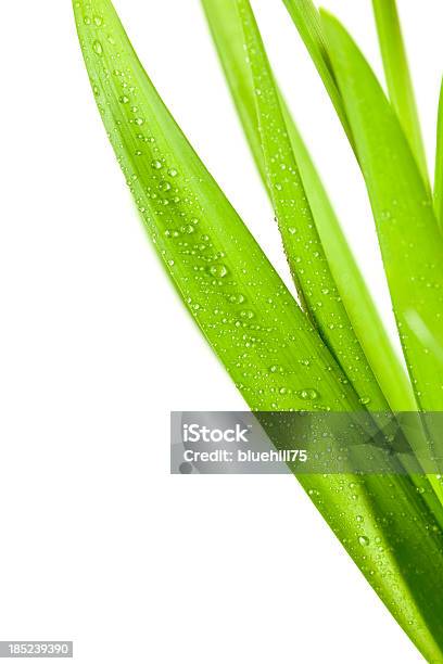 Blade Green Leaf Isoliert Stockfoto und mehr Bilder von Blatt - Pflanzenbestandteile - Blatt - Pflanzenbestandteile, Extreme Nahaufnahme, Farbbild
