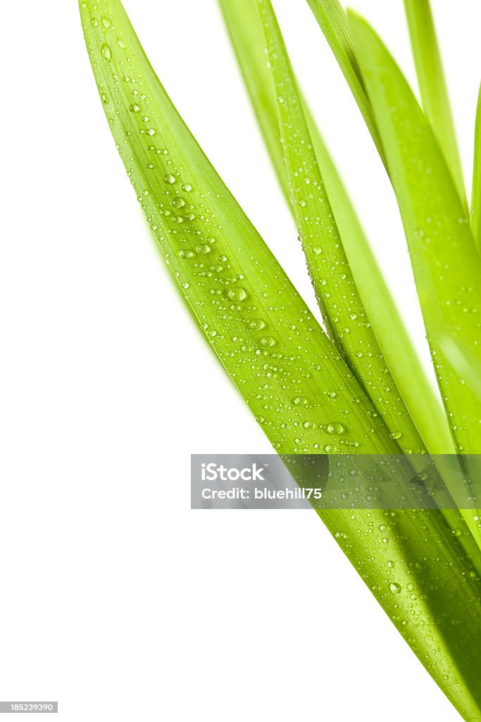 Blade di foglie verdi isolato - Foto stock royalty-free di Acqua