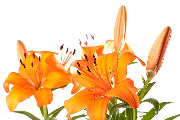 istock Orange Asiatic Lilies on White Background 185239468