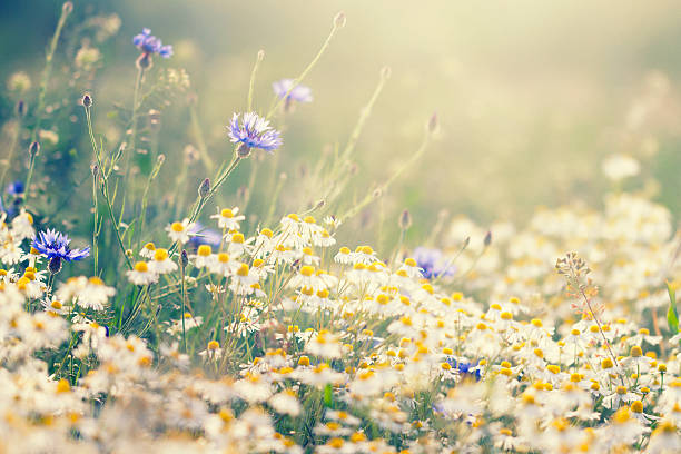 prato estivo - chamomile flower field chamomile plant foto e immagini stock