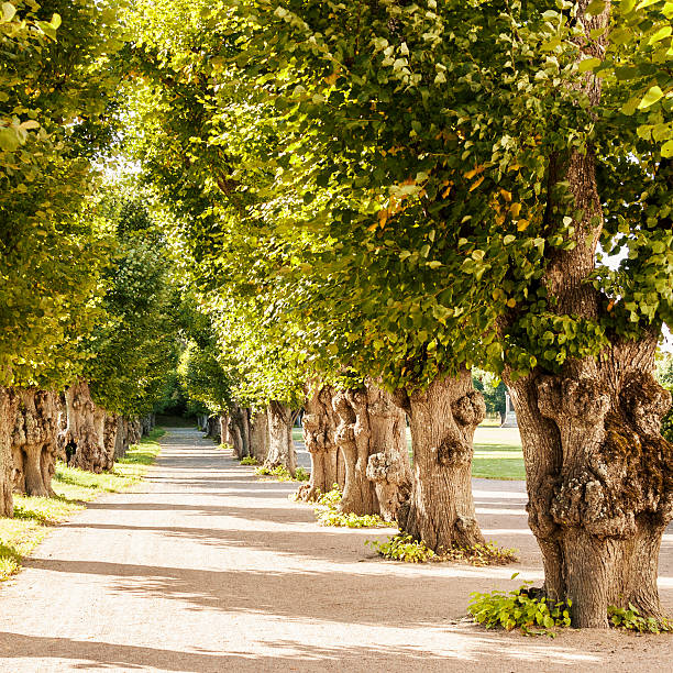 istock Avenue of trees 185239512