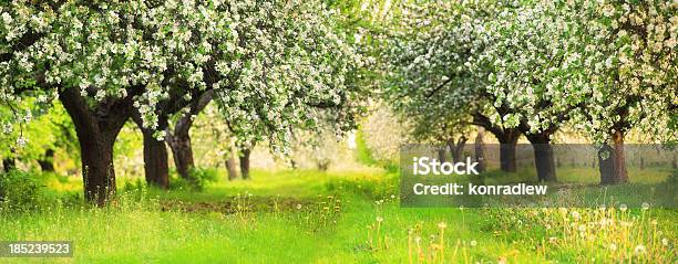 Spring Orchard Blooming Trees Shallow Dof 36 Mpix Panorama Stock Photo - Download Image Now