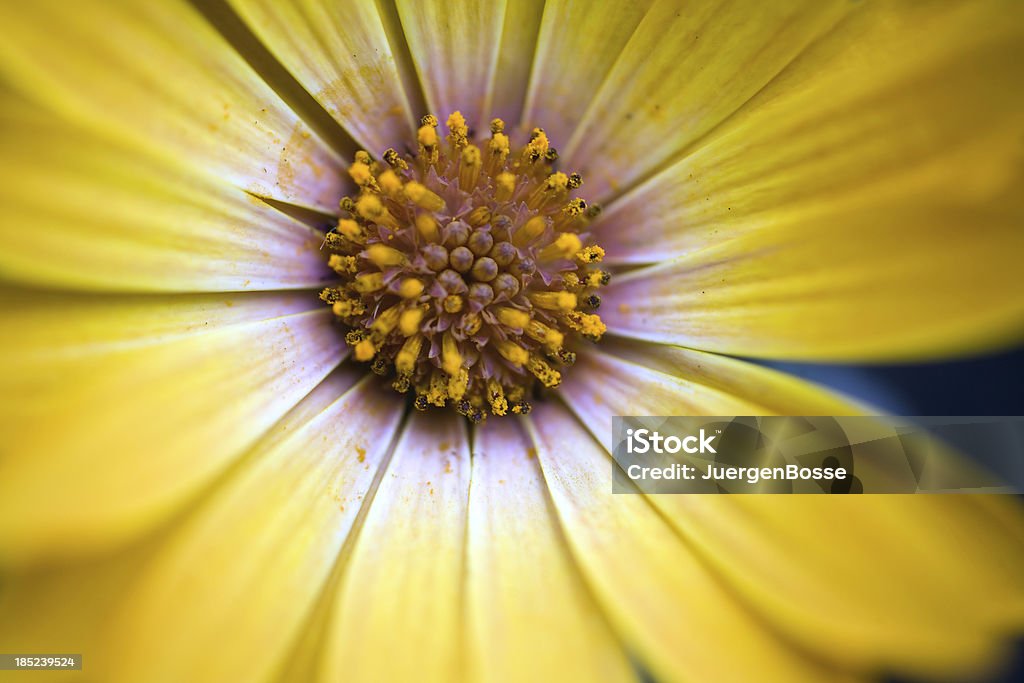 Nahaufnahme der gelb Osteospermum Daisy - Lizenzfrei Baumblüte Stock-Foto