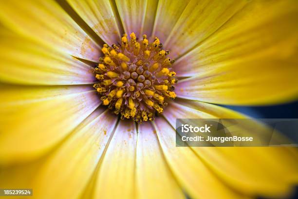 Nahaufnahme Der Gelb Osteospermum Daisy Stockfoto und mehr Bilder von Baumblüte - Baumblüte, Bildschärfe, Blüte