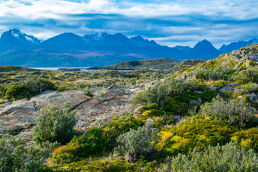 Plants and rocks terrain at one of the small tierra del fuego islands, argentina