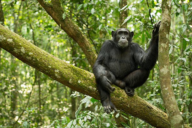 Chimpanzee "Chimpanzee from Kibale Forest national Park, Uganda" chimpanzee photos stock pictures, royalty-free photos & images