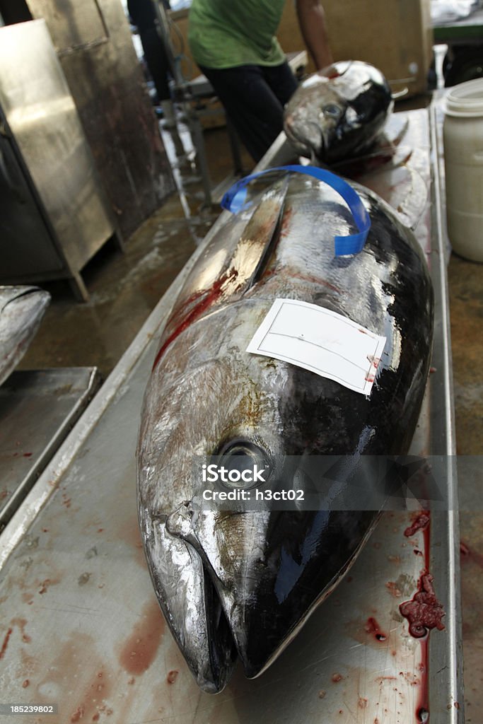 Atún fresca en la embarcación - Foto de stock de Animal libre de derechos