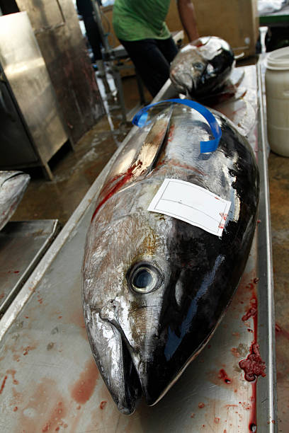 istock Tuna Fresh off the Boat 185239802