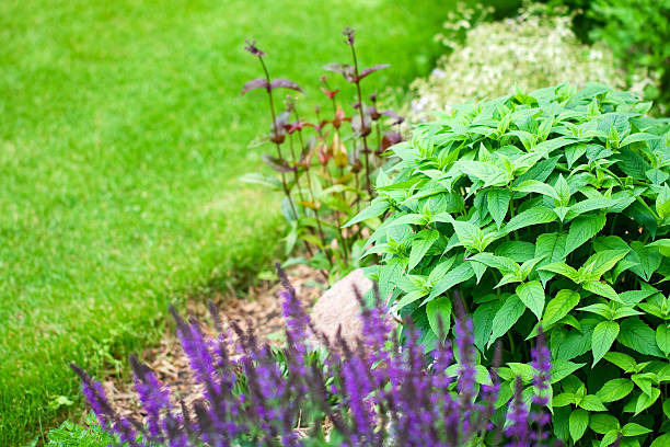 istock Bee Balm Plant in Flower Garden 185239965
