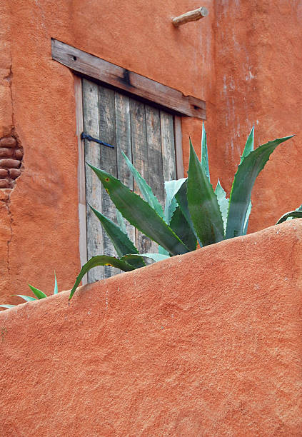 istock Agave standing in front of a building facade. 185240000