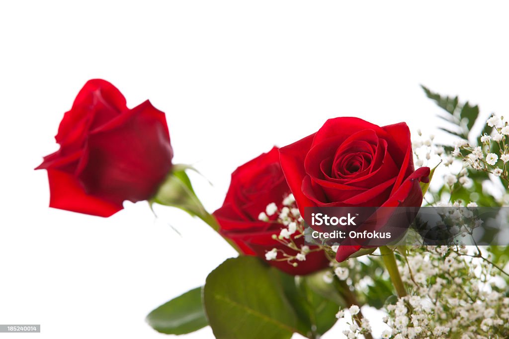 Roses isolated on white background Birthday Stock Photo