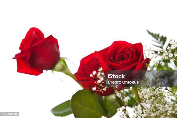 Roses Isolated On White Background Stock Photo - Download Image Now - Birthday, Birthday Card, Birthday Present