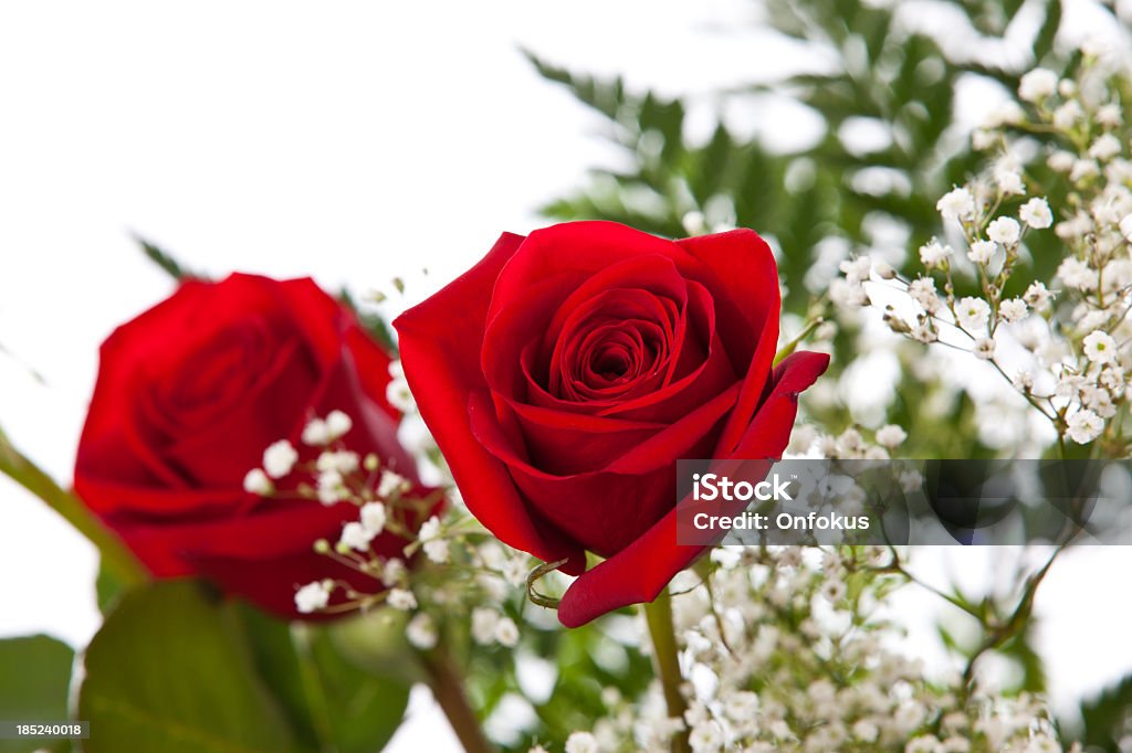 Roses isolé sur fond blanc - Photo de Amour libre de droits