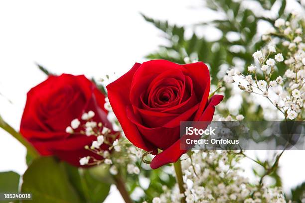 Photo libre de droit de Roses Isolé Sur Fond Blanc banque d'images et plus d'images libres de droit de Amour - Amour, Anniversaire, Bouquet formel