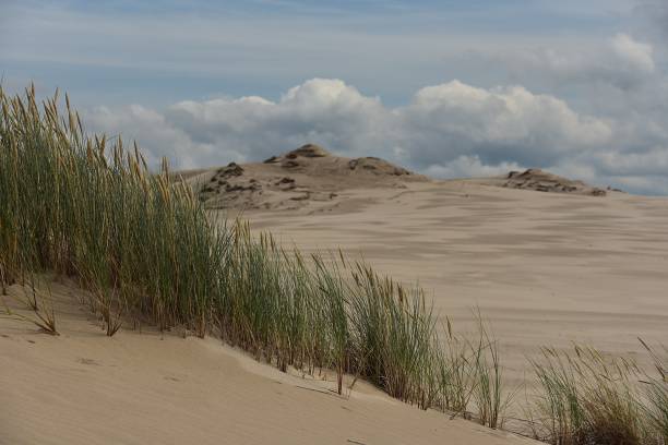 istock grasses growing in sand dunes 1852401163