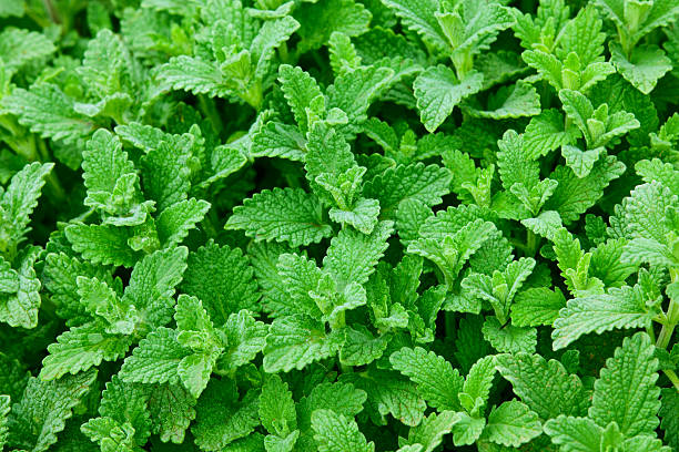 menthe fraîche - menthe verte photos et images de collection