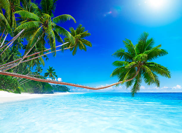 istock Sunny tropical beach with sea and palm trees  185240259