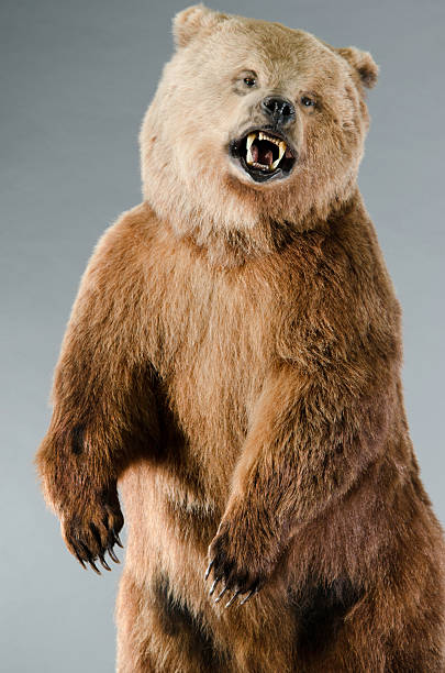 istock Angry Grizzly Bear Standing on Hind Legs 185240311
