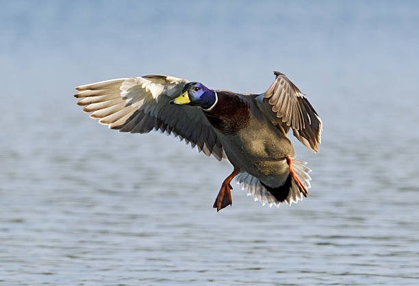 pato-real preparar para aterrar na água - wildfowl imagens e fotografias de stock