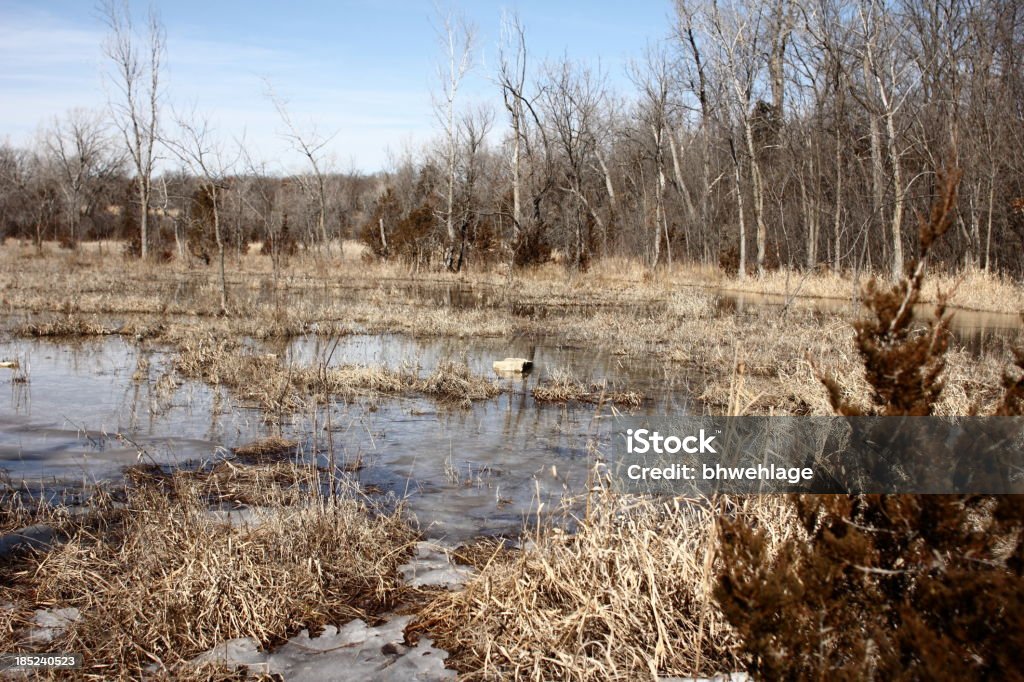 Marsh Forest Maple Trees Ice Water Early Spring A marsh area, wetland during and afternoon in early spring. Adventure Stock Photo