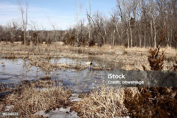 Marsh Forest Maple Trees Ice Water Early Spring Stock Photo - Download Image Now - Adventure, Brown, Conquering Adversity