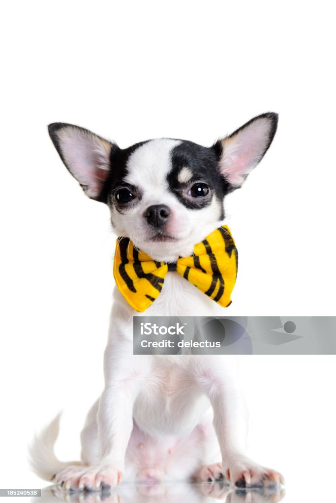Little Chihuahua - Foto de stock de Amarillo - Color libre de derechos