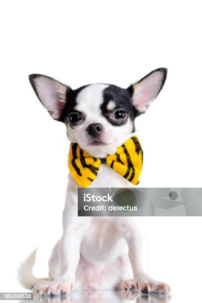 Foto de Pouco De Chihuahua e mais fotos de stock de Amarelo - Amarelo, Animal, Animal de estimação
