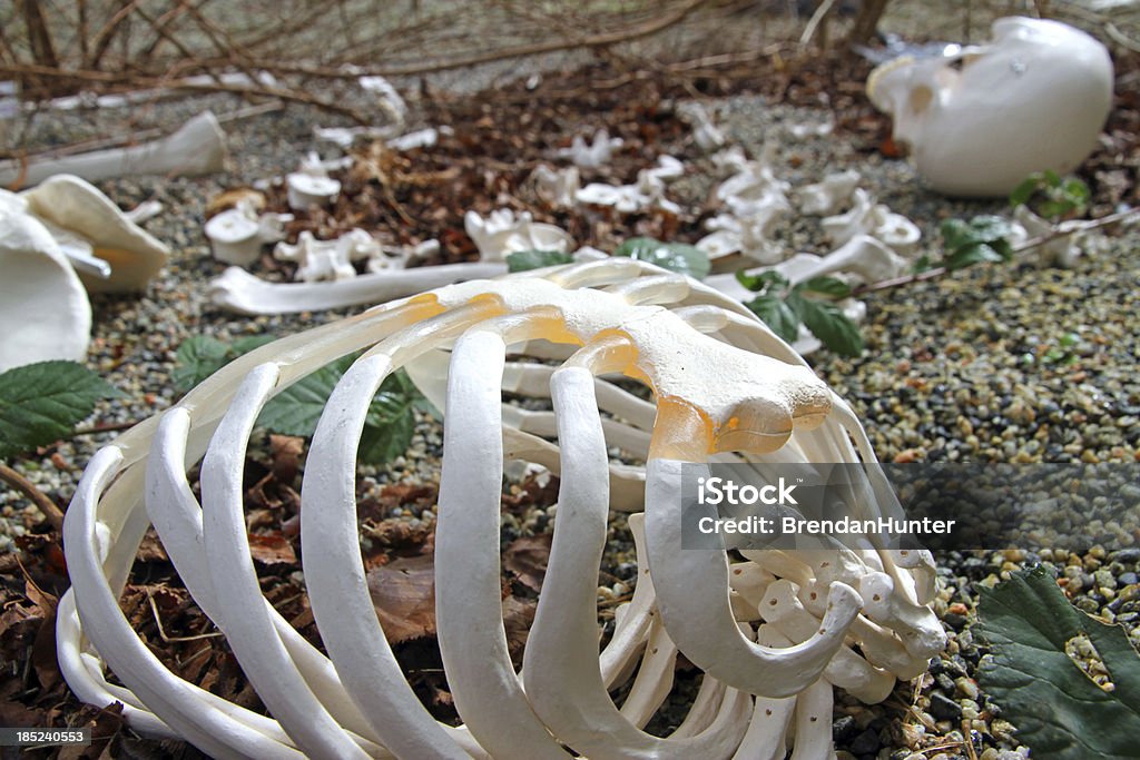 Scene of the Crime that Didn't Happen Vinyl bones at a simulated crime scene for a class in forensic anthropology. Accessibility Stock Photo