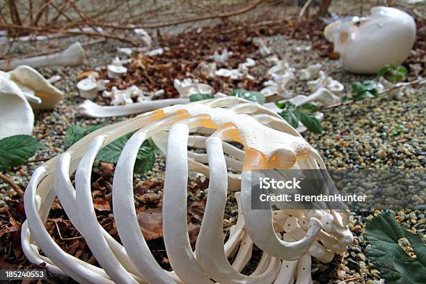 Scene Of The Crime That Didnt Happen Stock Photo - Download Image Now - Accessibility, Anatomy, Anthropology