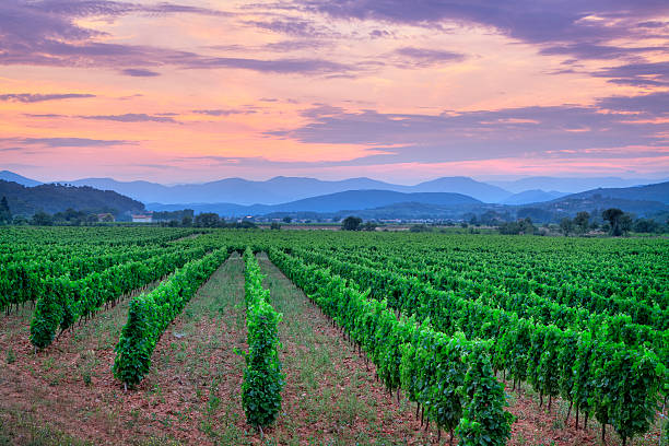 Vineyard at sunset, Languedoc-Rousillon, France stock photo
