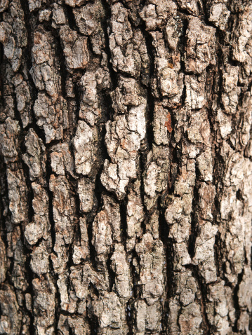 Relief texture of the brown bark of a tree with green moss on it. Horizontal photo of a tree bark texture. Relief creative wooden texture of an old oak bark. Pine or spruce tree skin.