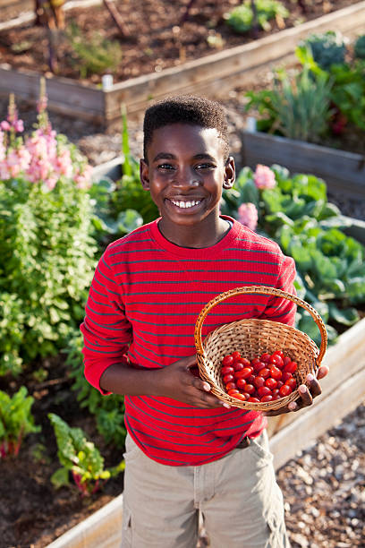 istock Boy holding basket of tomatoes 185240884